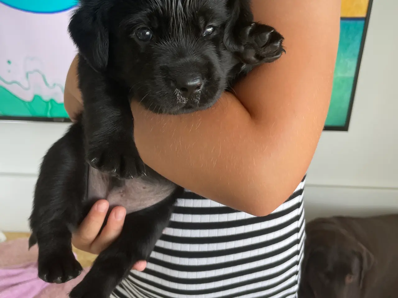 Billede 3 - Labrador/golden retriever hvalpe til salg