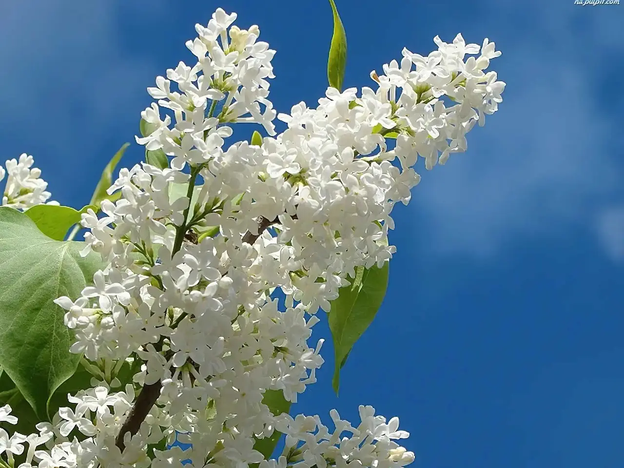 Billede 1 - 12 stk. Hvid syren - Syringa Alba