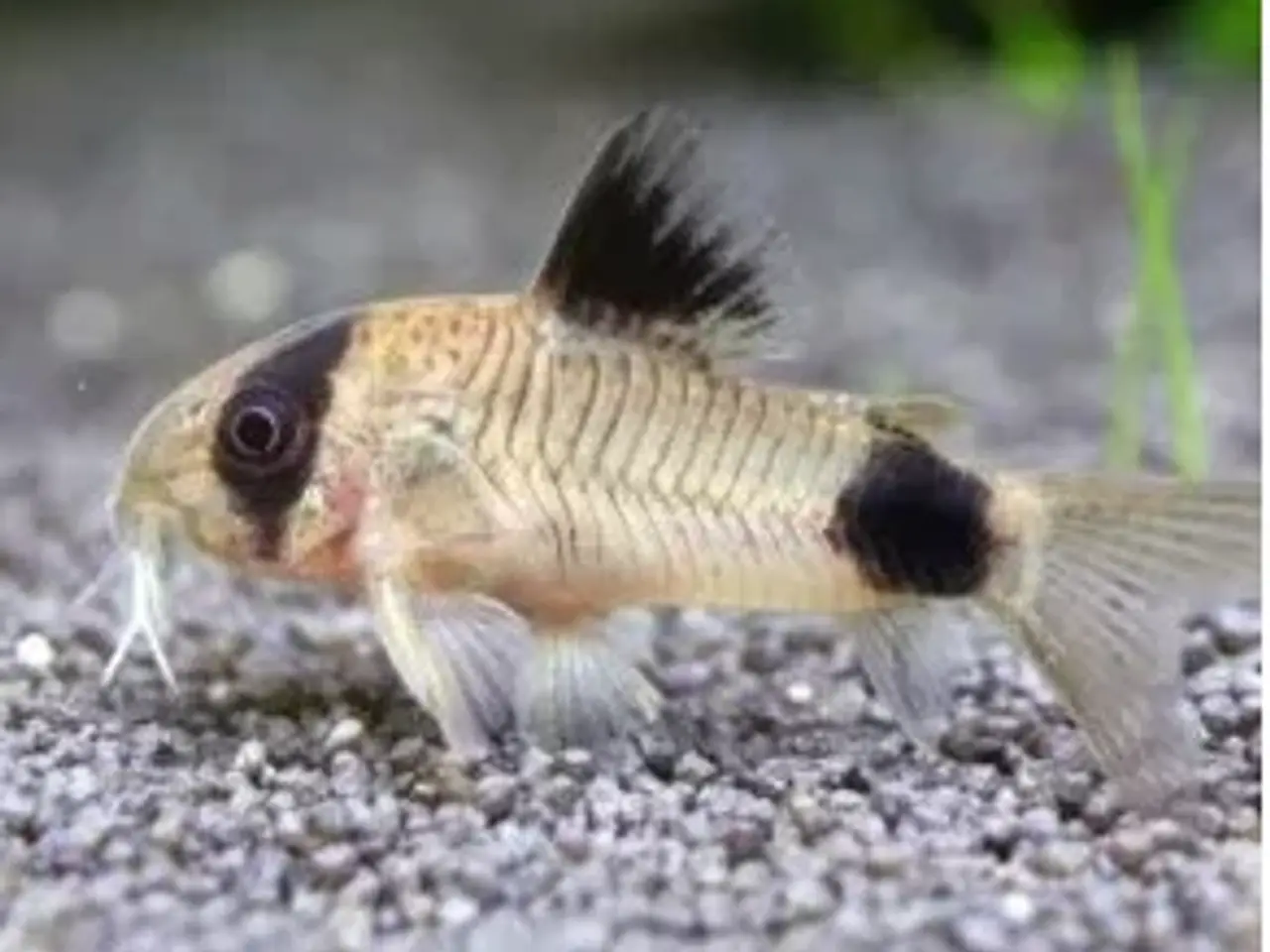 Billede 4 - Akvariefisk