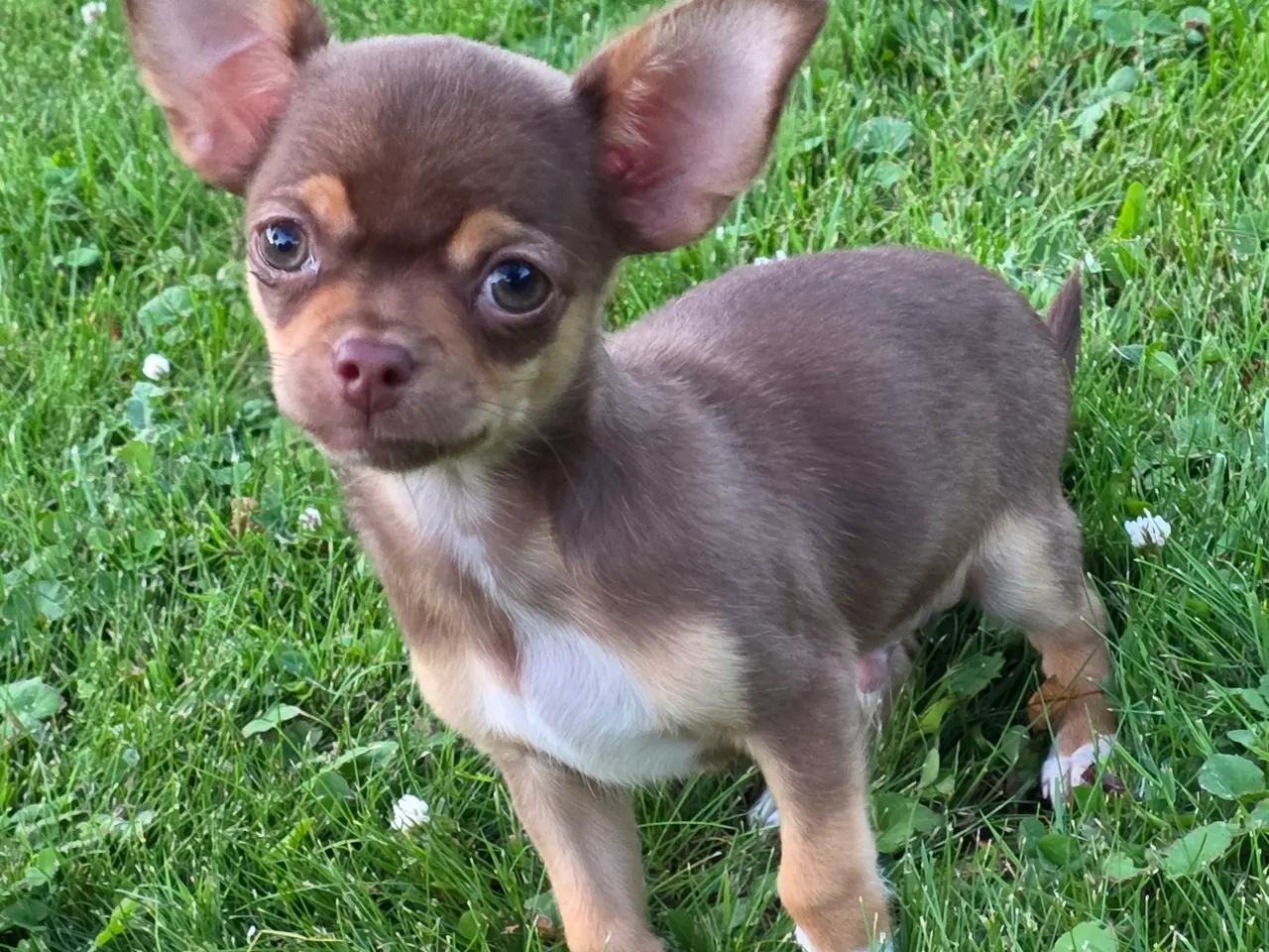 Billede 2 - Chihuahua hvalp