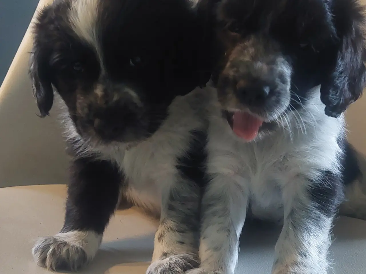Billede 1 - 2 Engelsk cockerspaniel/Border Collie mix hvalpe