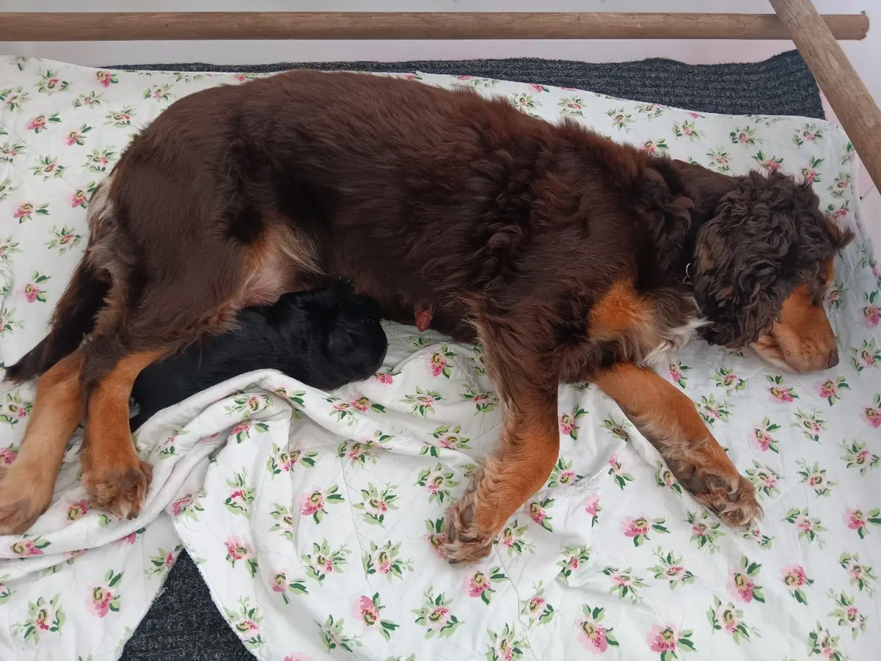 Billede 1 - FT cocker spaniel