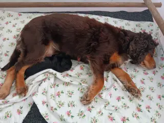 FT cocker spaniel 