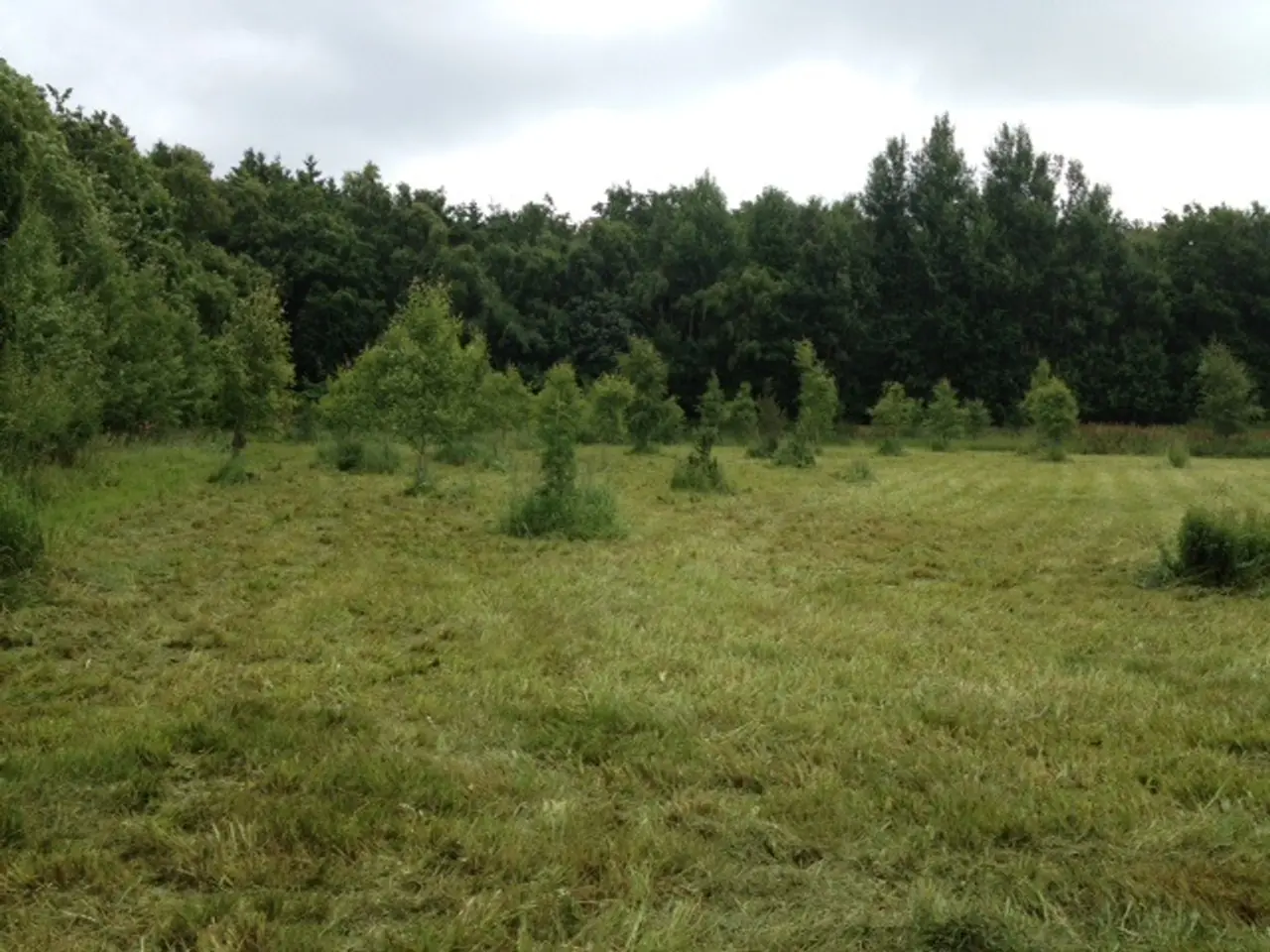 Billede 3 - - - - KUNZ Rough cut AMERIKANSK KVALITET