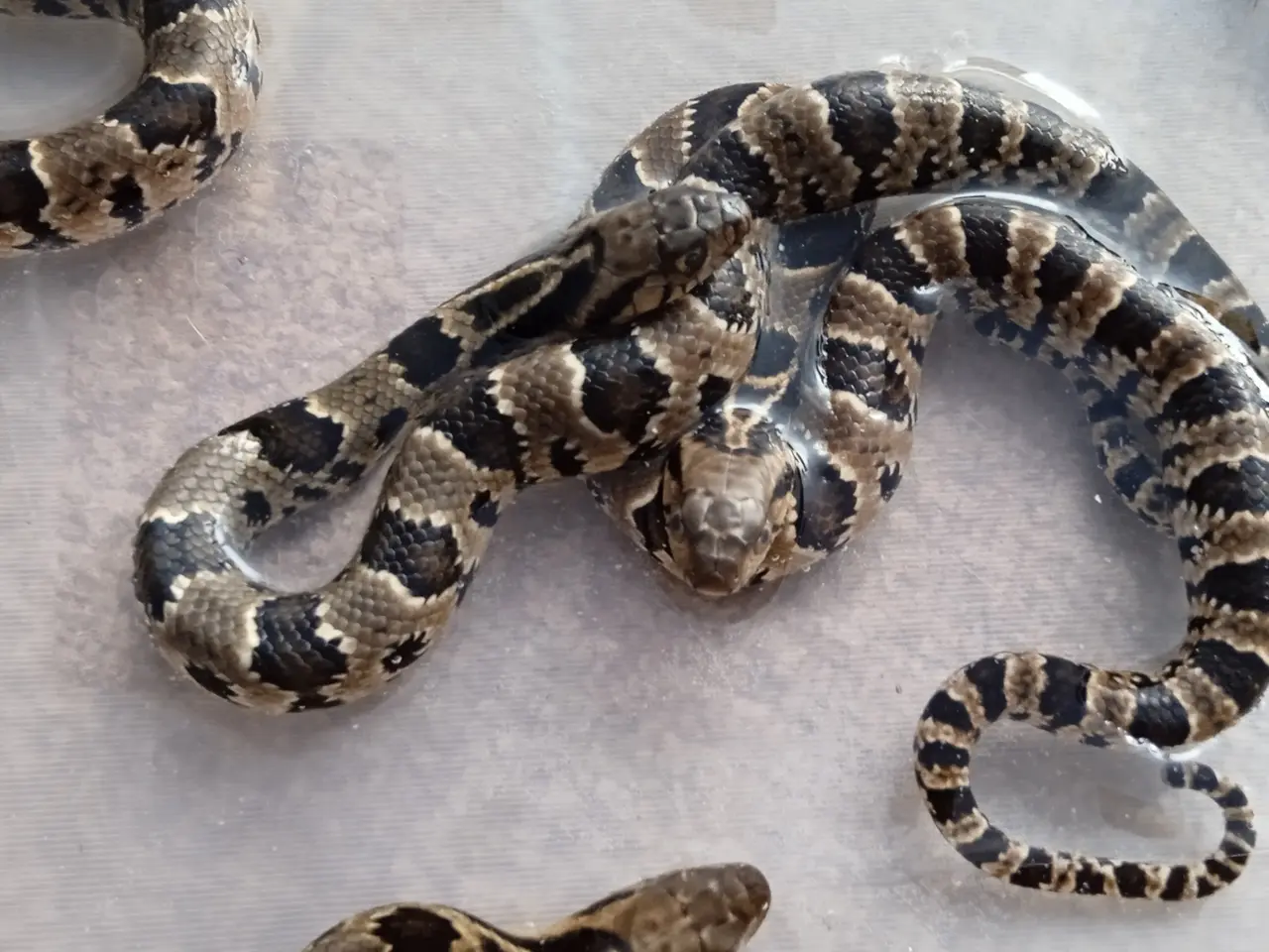 Billede 3 - Falske Vandkobra (Hydrodynastes Gigas)