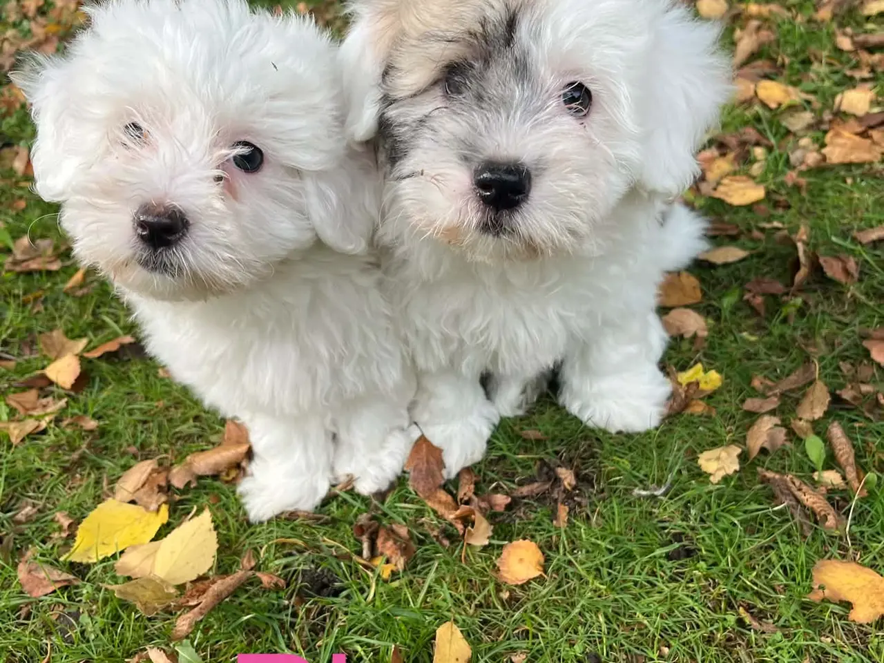Billede 5 - Coton de tulear hvalpe
