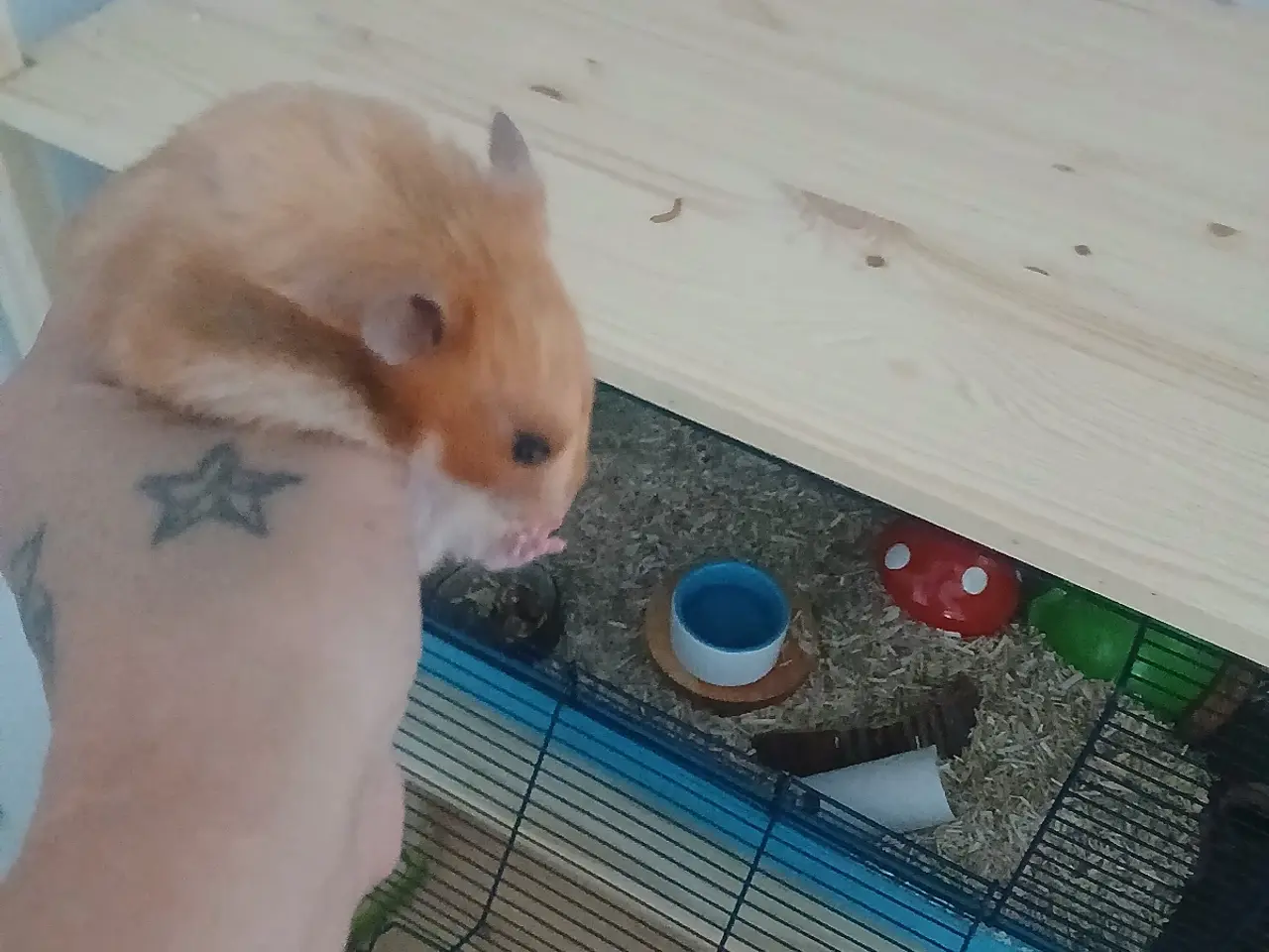 Billede 5 - Hun guldhamster med bur