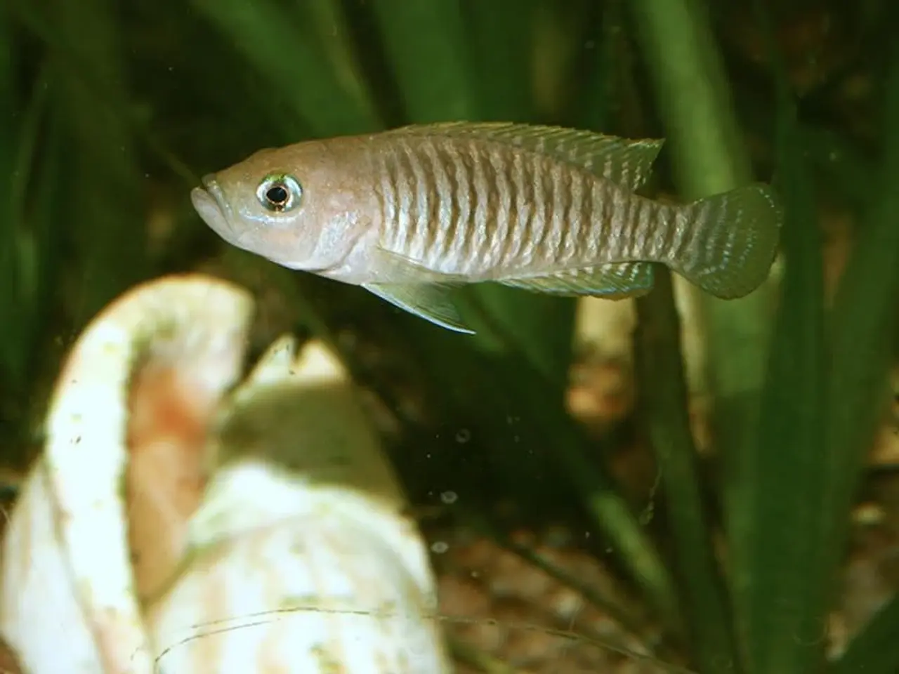 Billede 1 - Sneglehusleger (Neolamprologous multifasciatus)