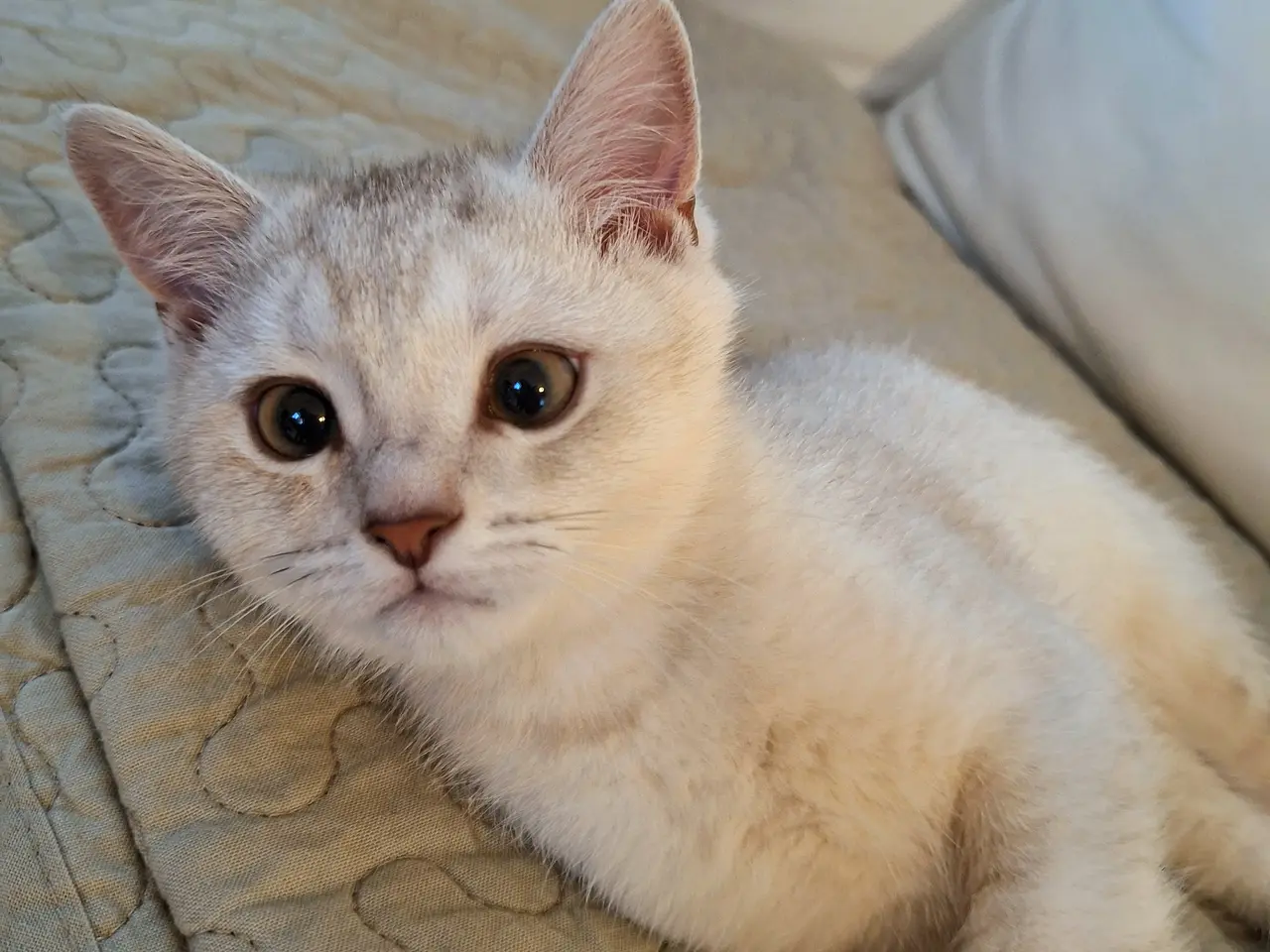 Billede 10 - British shorthair
