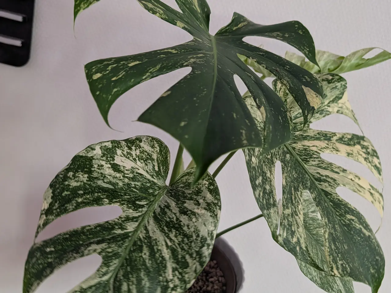 Billede 1 - Monstera "Mint" ca 55cm højde