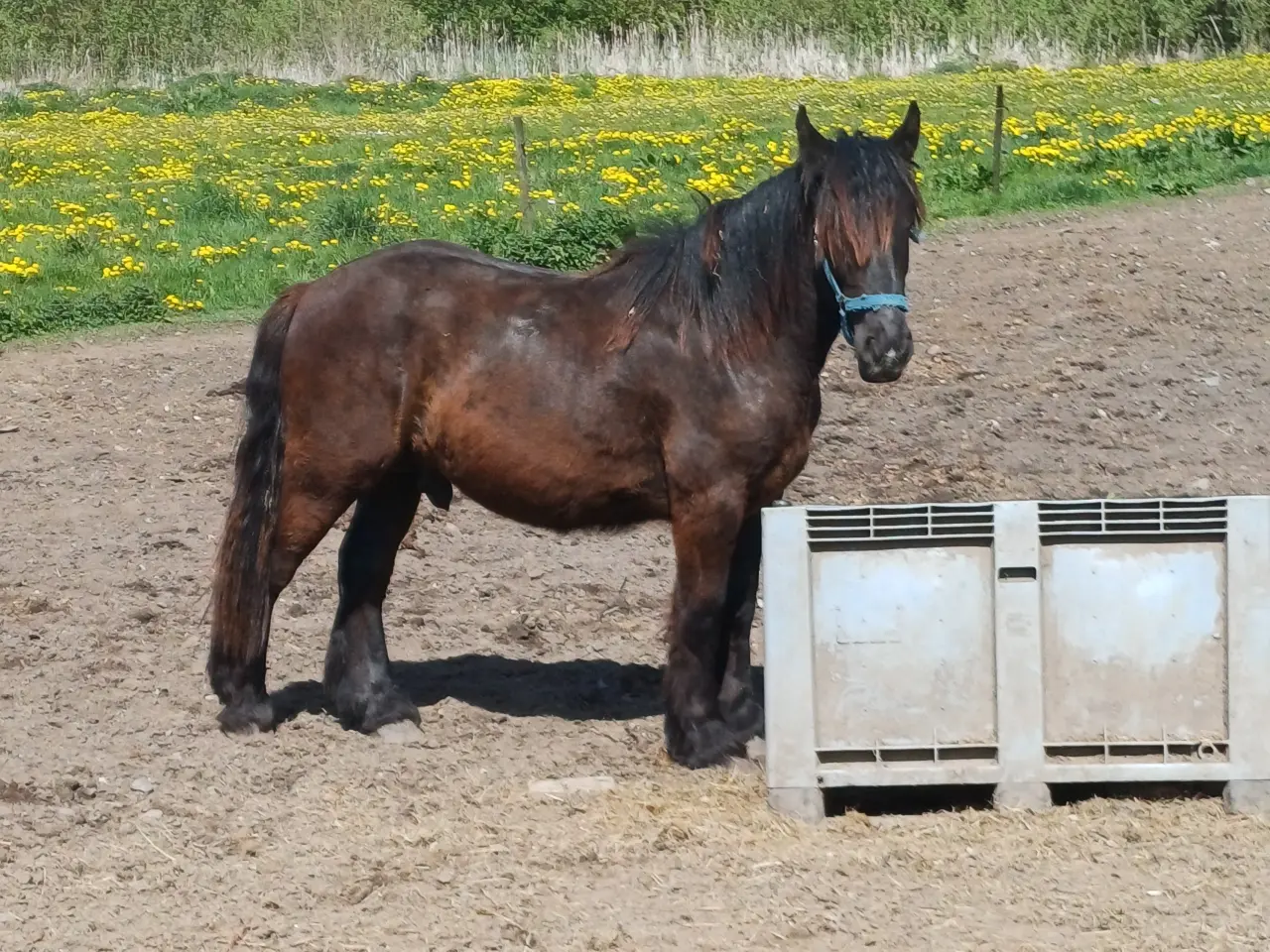 Billede 18 - 2årig Jyskhest hingst sælges