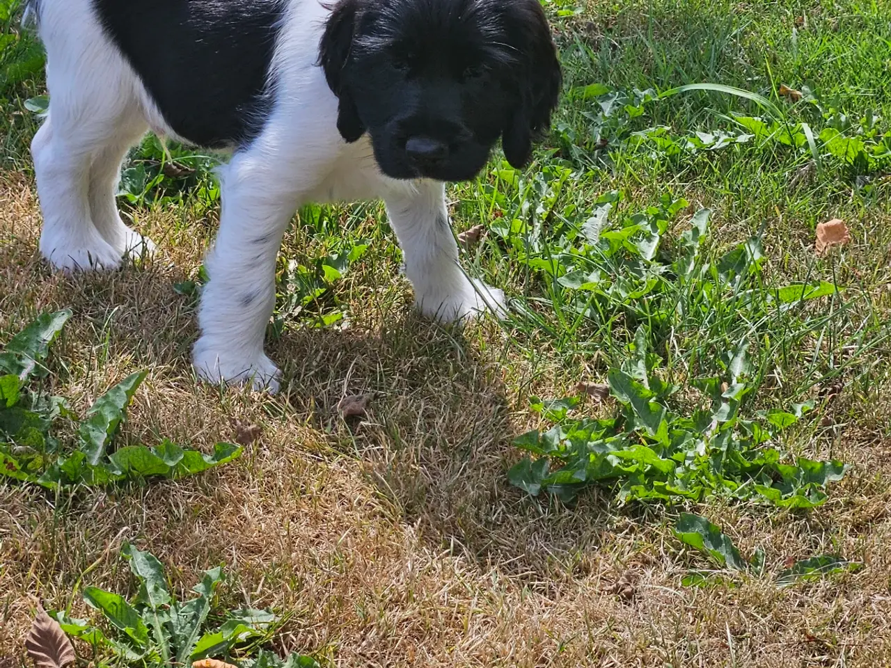 Billede 12 - Engelsk springer spaniel