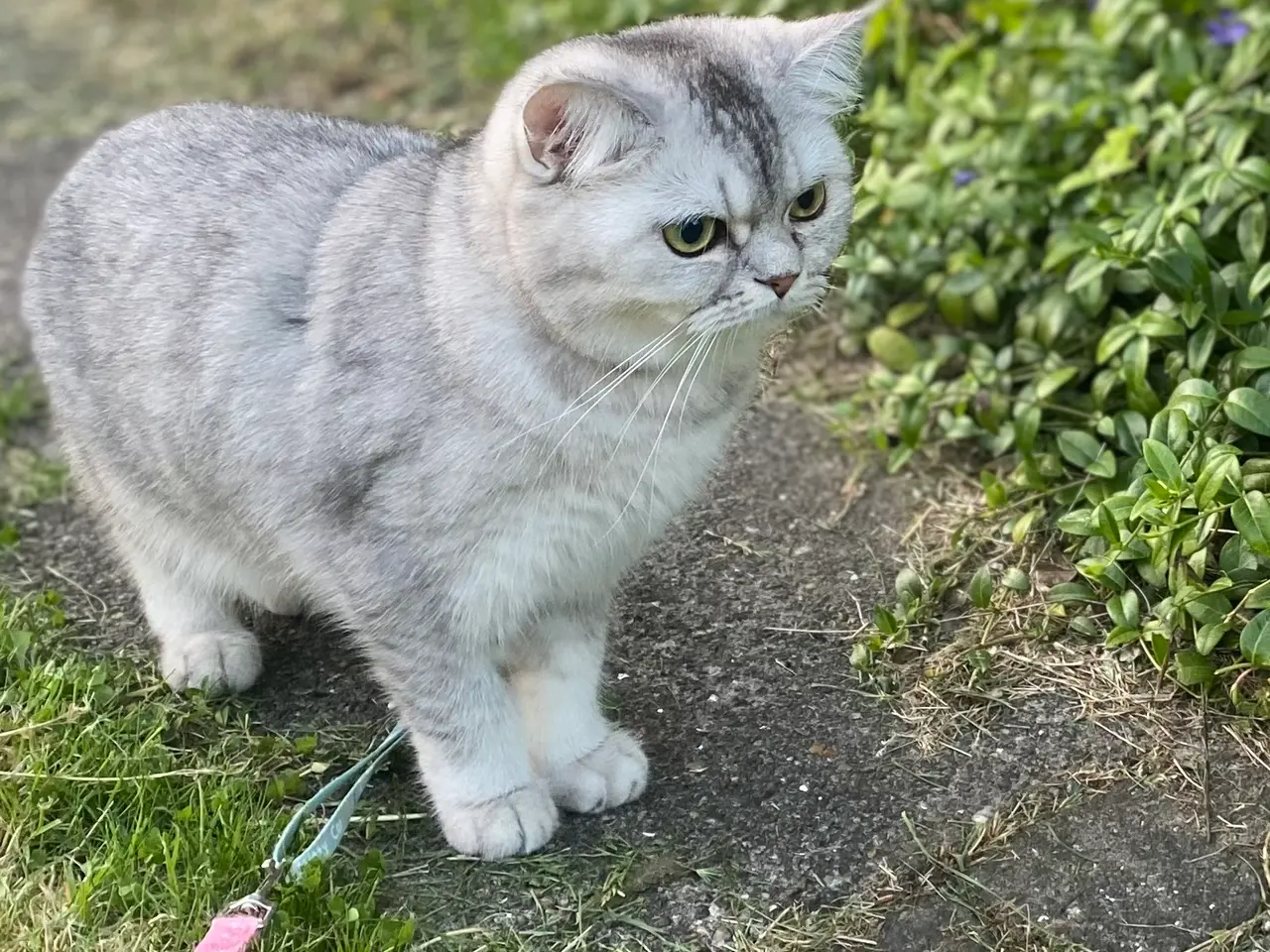 Billede 6 - 2 dejlige British Shorthair hankillinger