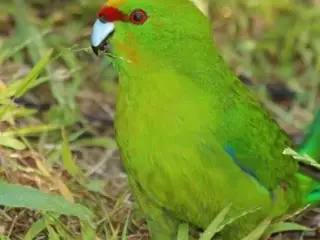 Springparakit