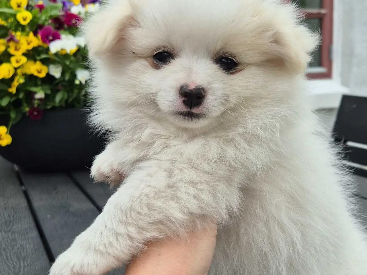 Billede 1 - Smuk hvid pomeranian pige🐾