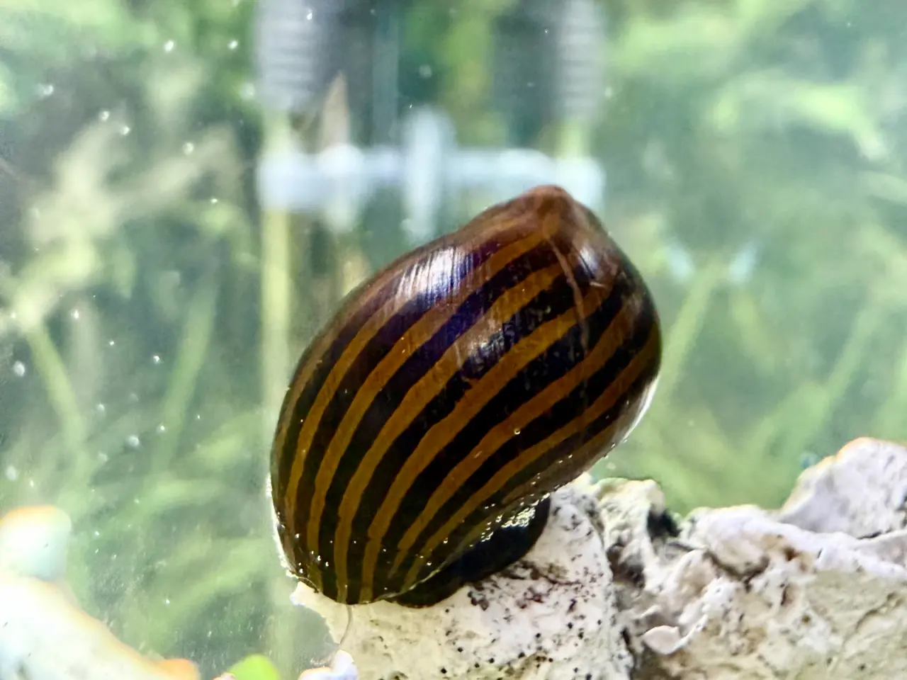 Billede 19 - Zebra Nerite - Slip af med alger 