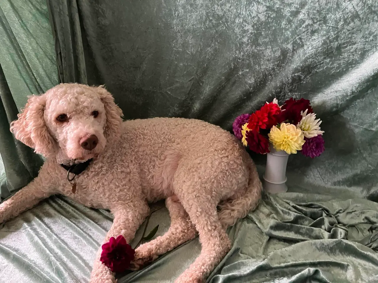 Billede 3 - Lagotto Romaonolo