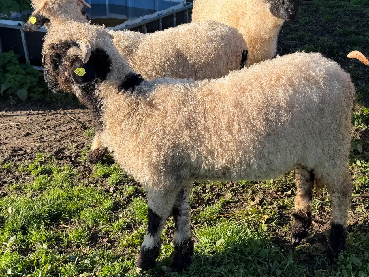Billede 6 - 2 gimmer lam Valais Blacknose