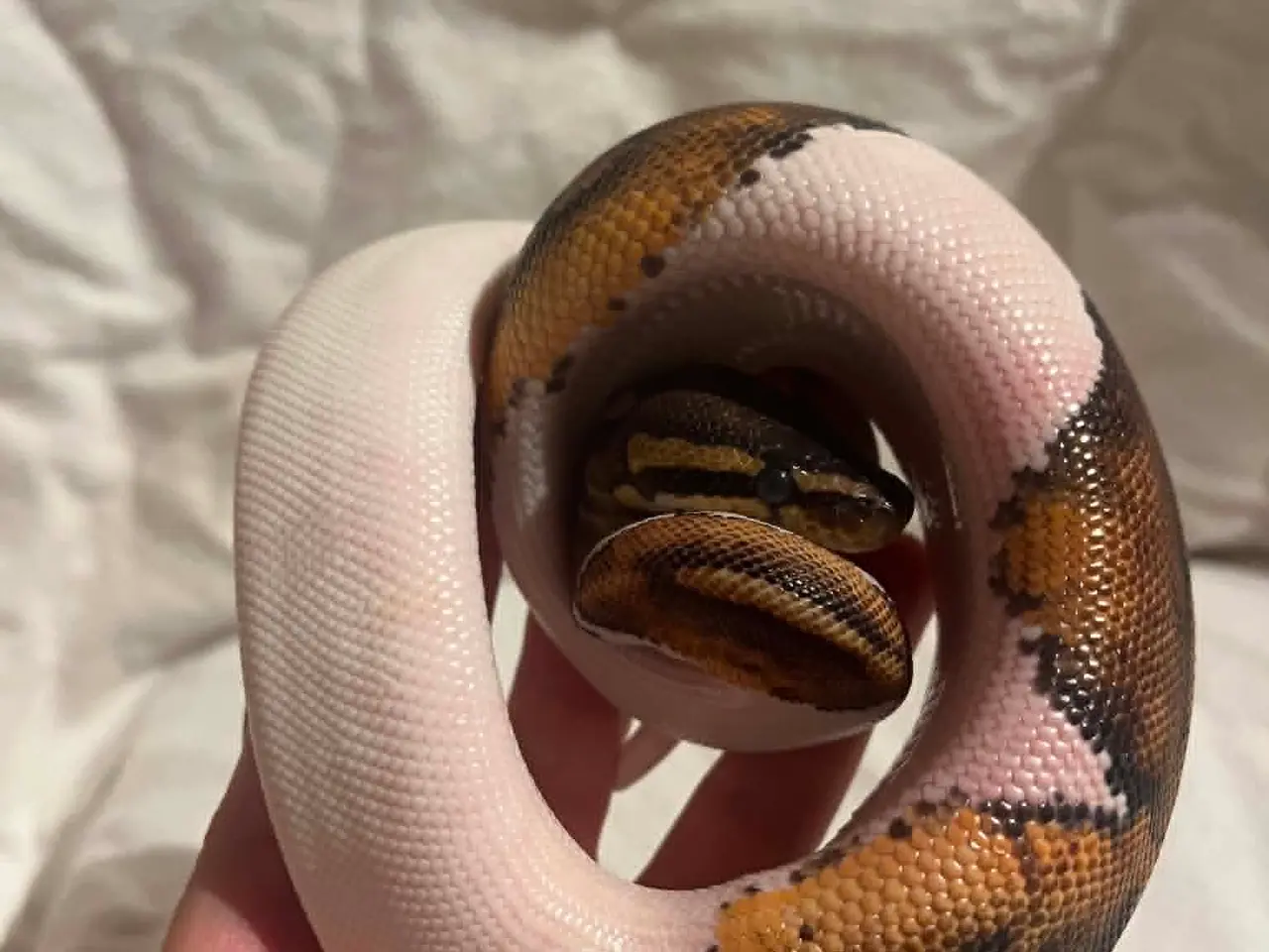 Billede 1 - Kongepython 0,1 Pied