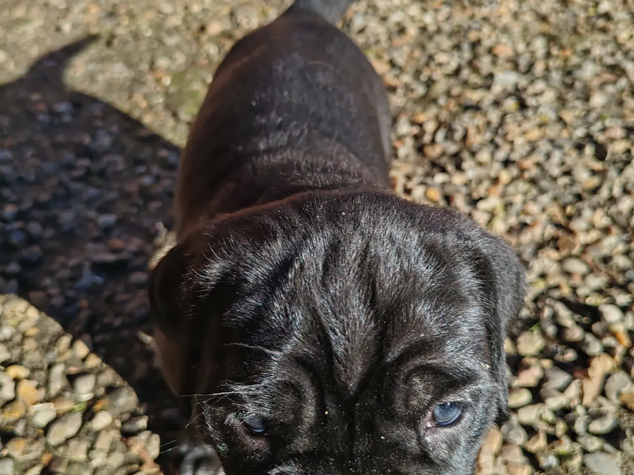 Billede 9 - Cane Corso