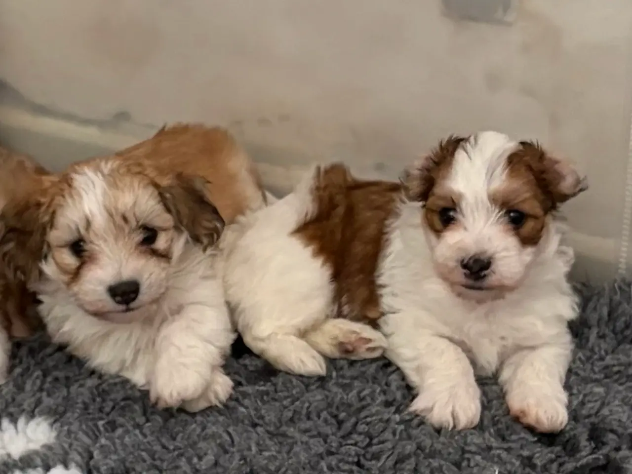 Billede 1 - Bichon Havanaise hvaple