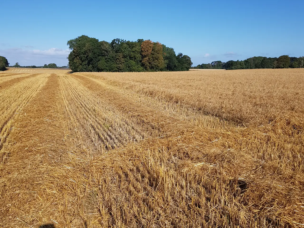 Billede 1 - Havrehalm letpresset.
