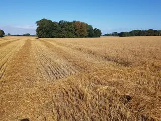 Havrehalm letpresset.