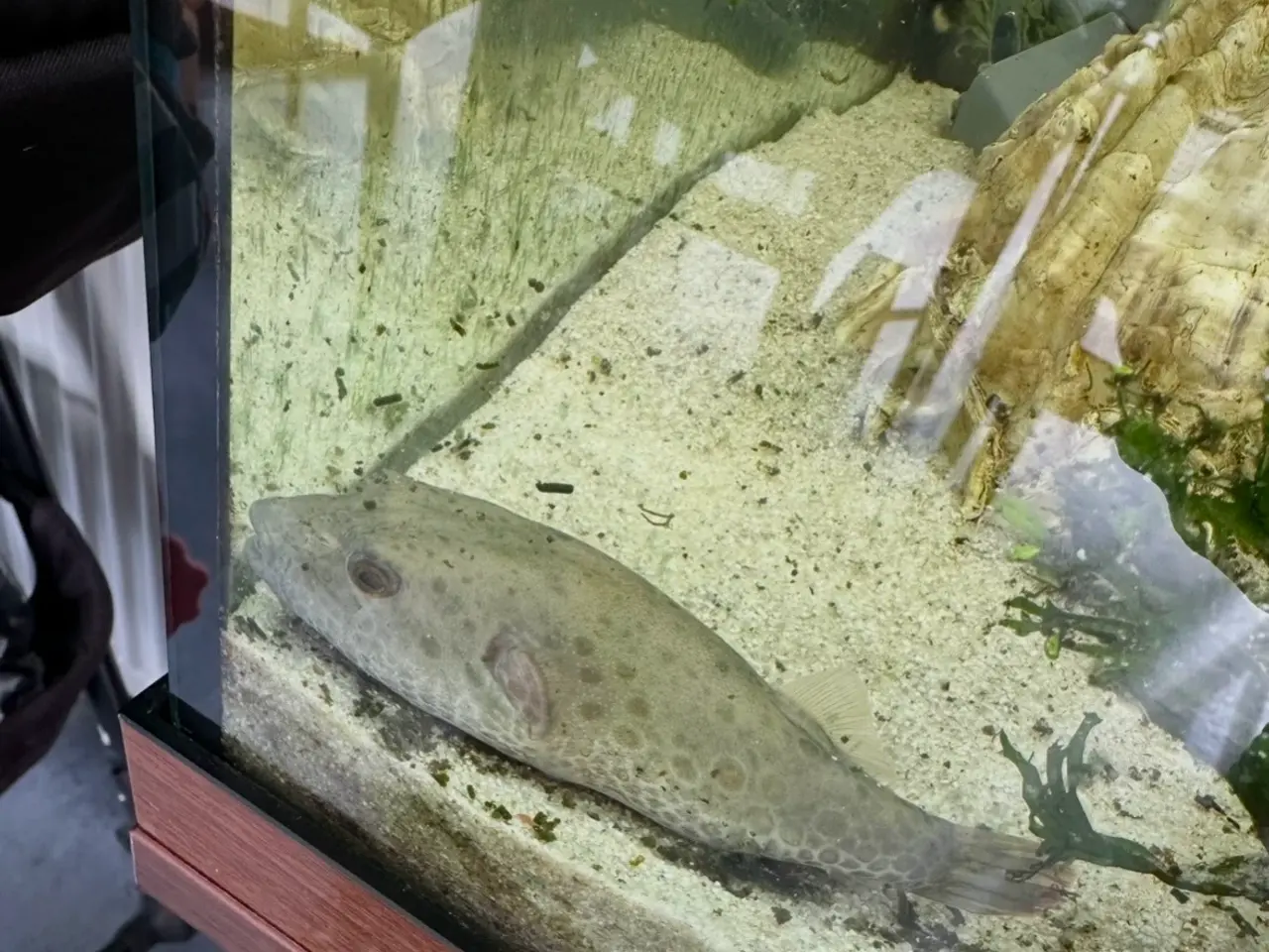Billede 1 - Kugle fisk
