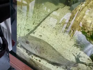 Kugle fisk