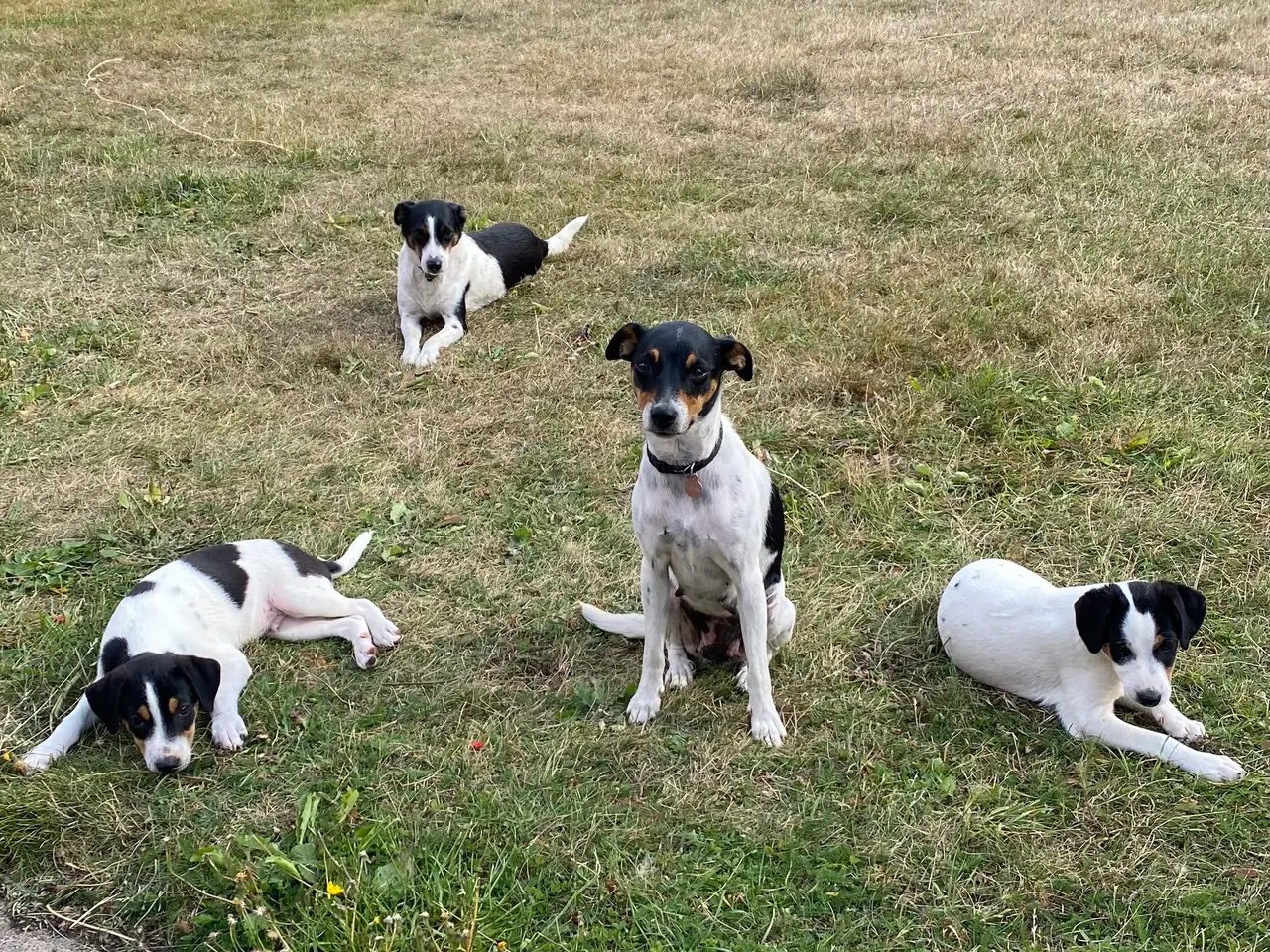 Billede 9 - Dansk-svensk gårdhund hvalper