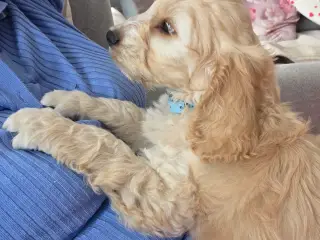 Cockerpoo  - 3