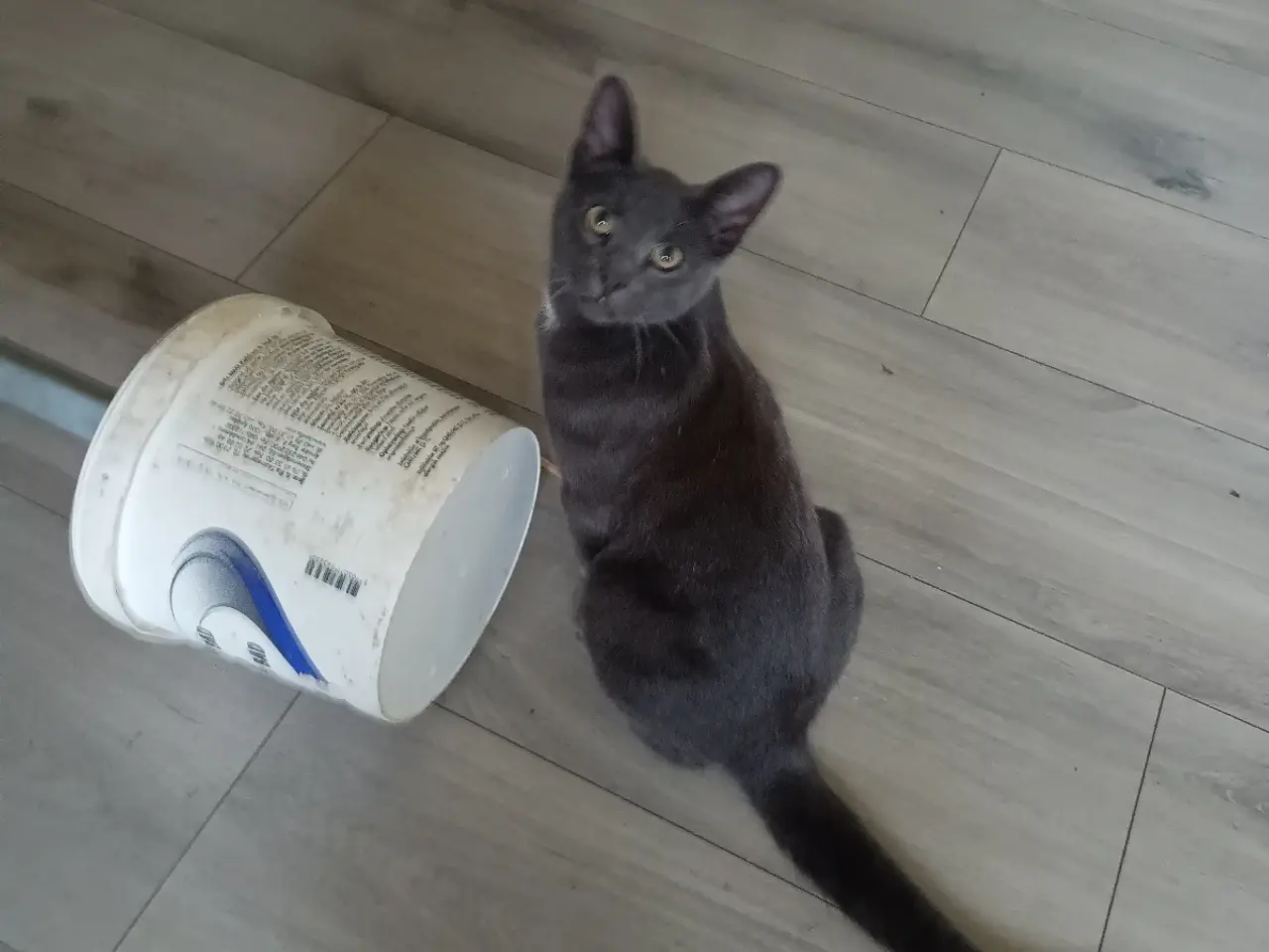 Billede 2 - Grå hun og grå han kat