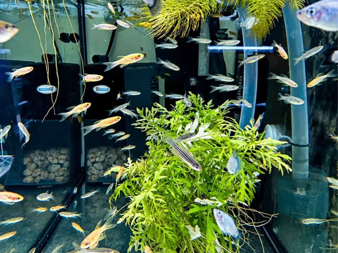Billede 9 - Flotte Albino full platinum guppy