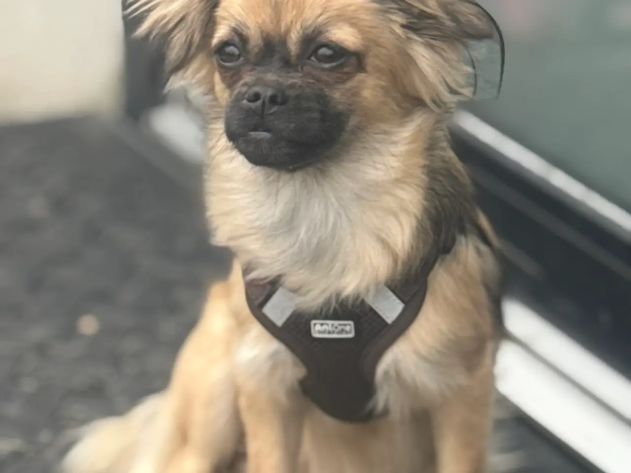 Billede 2 - Sød Chihuahua blanding