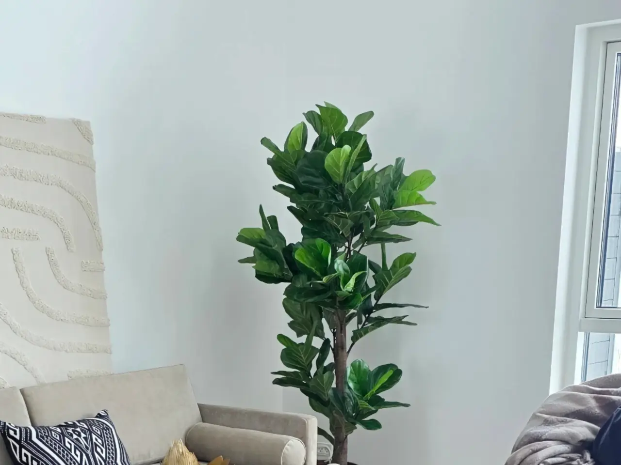Billede 1 - Kunstig Violinfigen 190 cm. HouseNordic