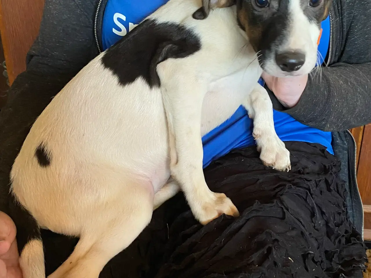 Billede 12 - Hundehvalpe Dansk/svenskgårdhunde