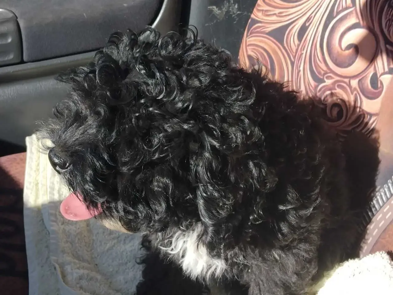 Billede 4 - Dejlig Cockapoo pige 
