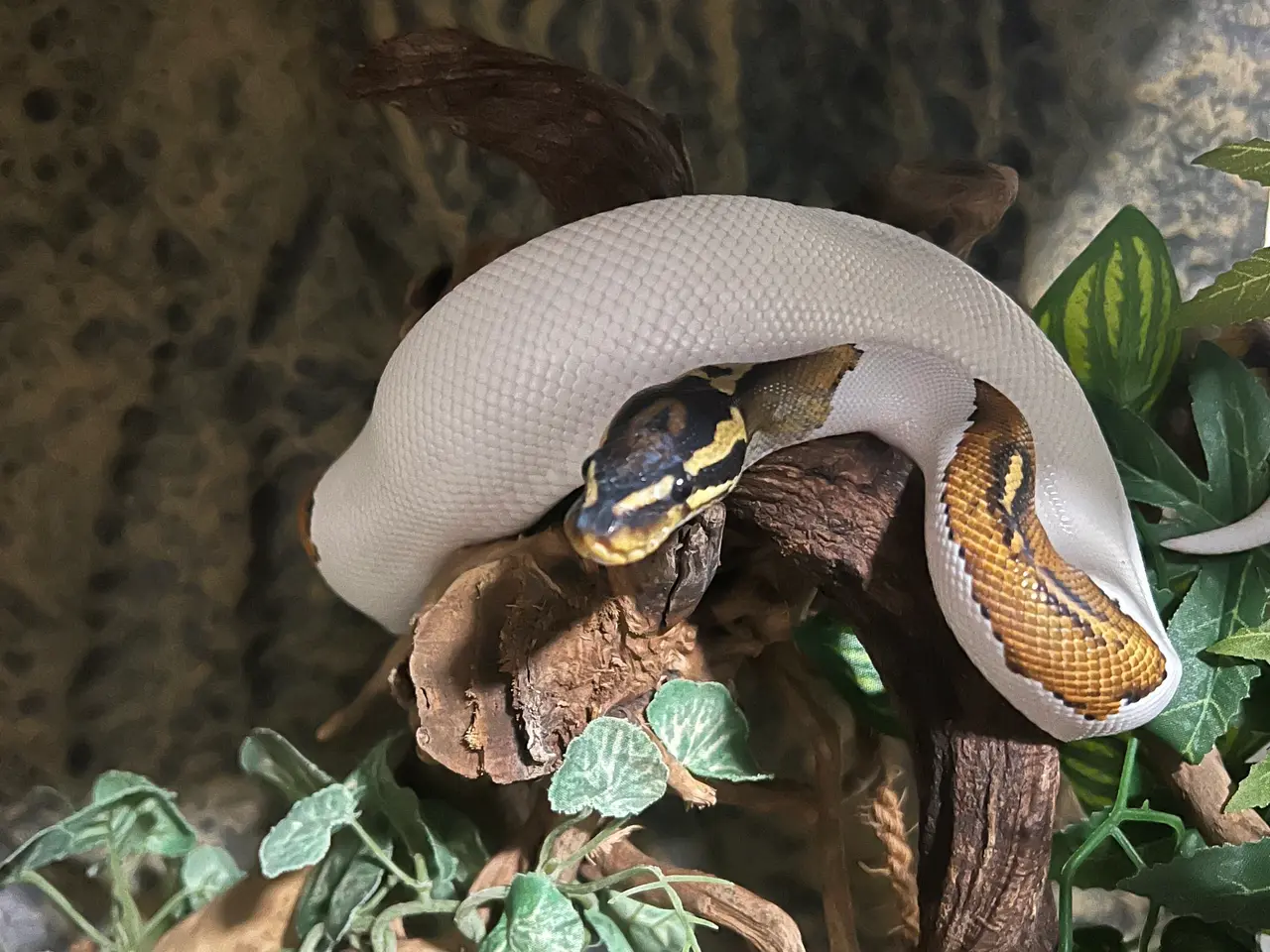 Billede 1 - Yellow belly pied kongepython han sælges