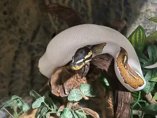 Yellow belly pied kongepython han sælges