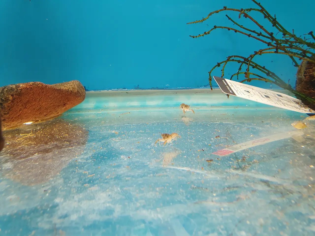 Billede 5 - 🦞💙 BLÅ CPO KREBS TIL SALG 💙🦞