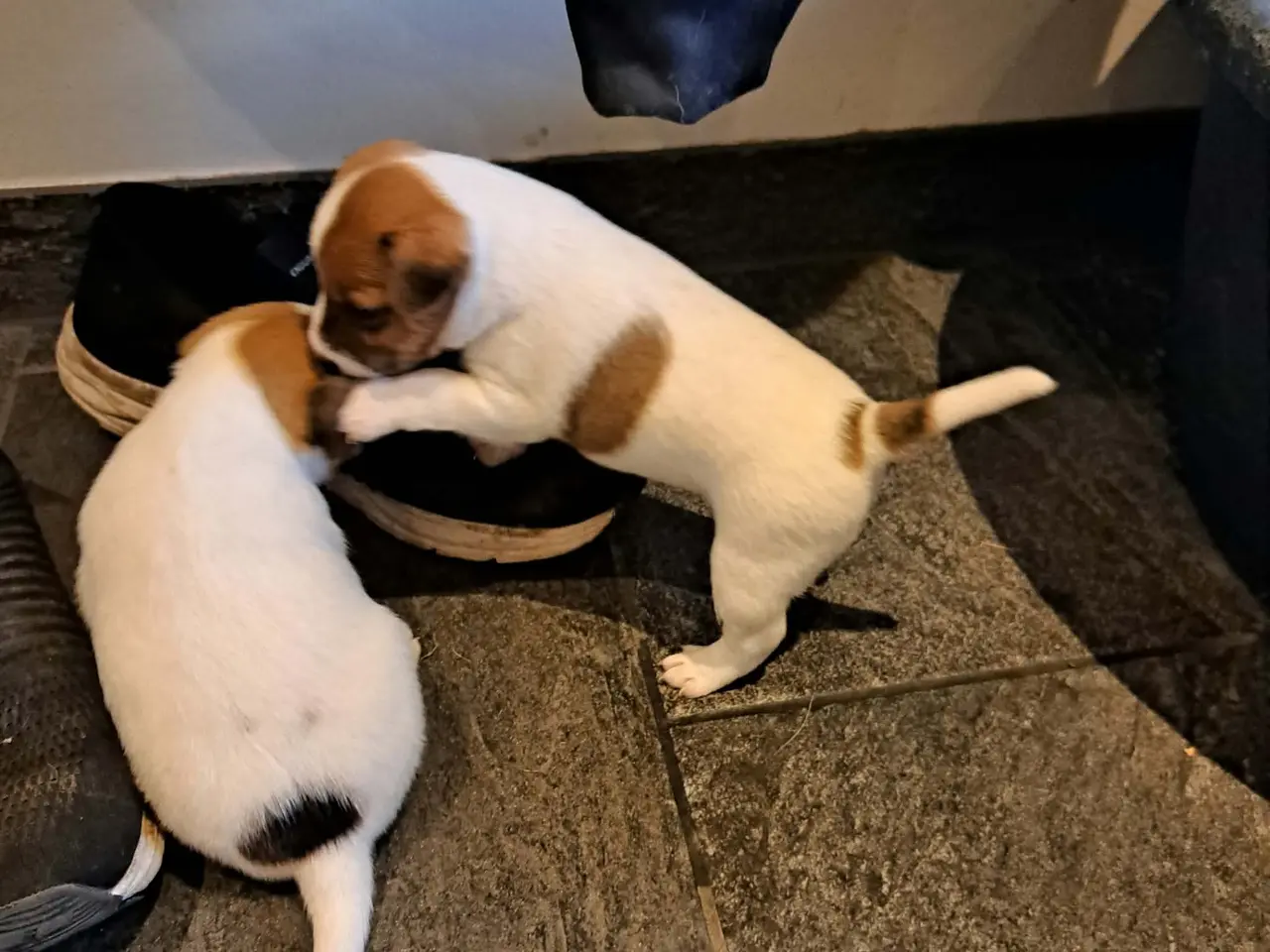 Billede 16 - Jack Russel Terrier