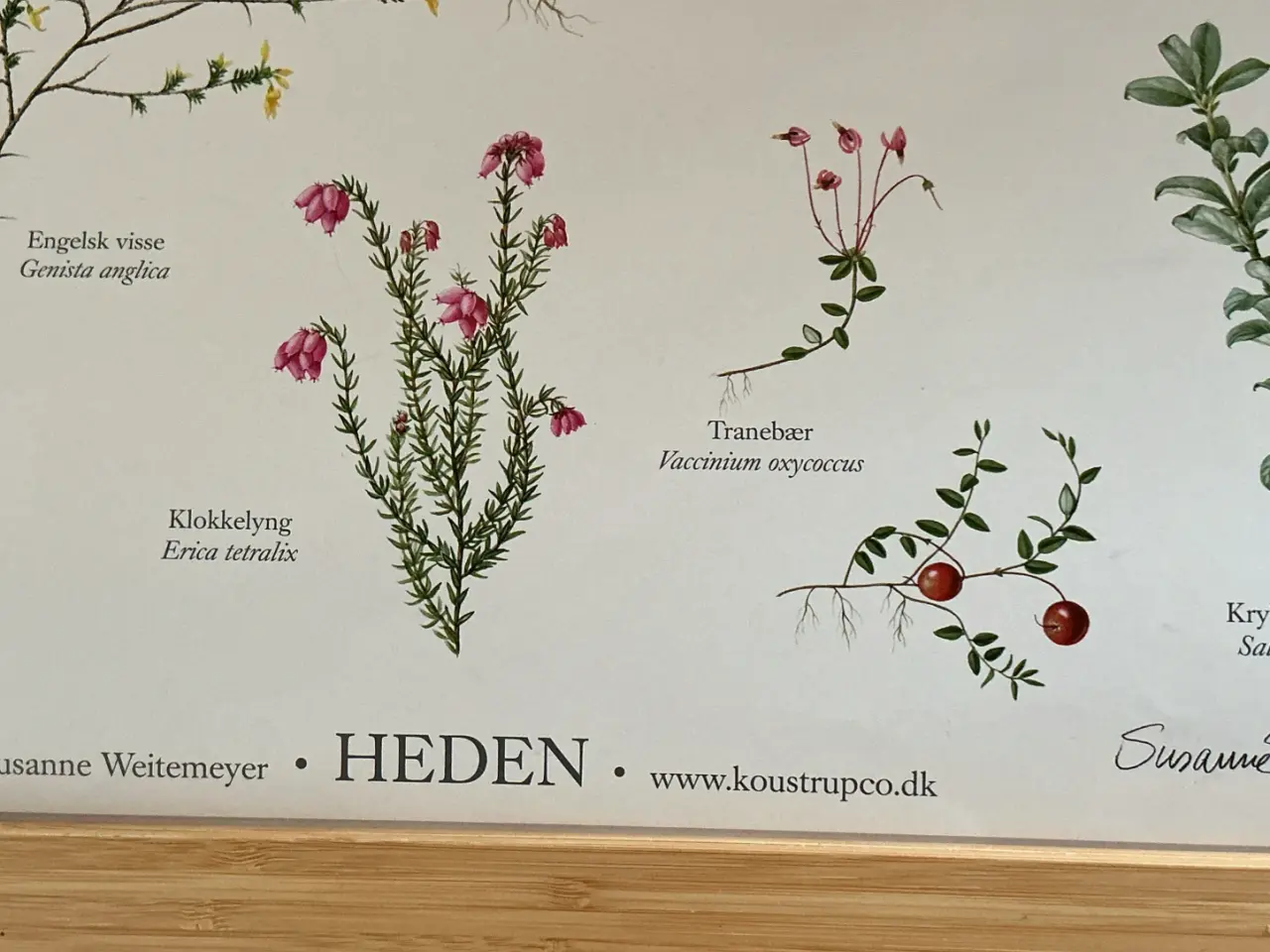Billede 2 - Vægophæng Heden