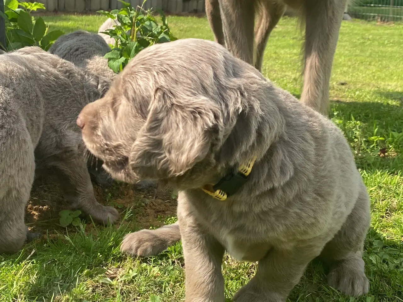 Billede 8 - Hvalp, bliver Golden retriever str