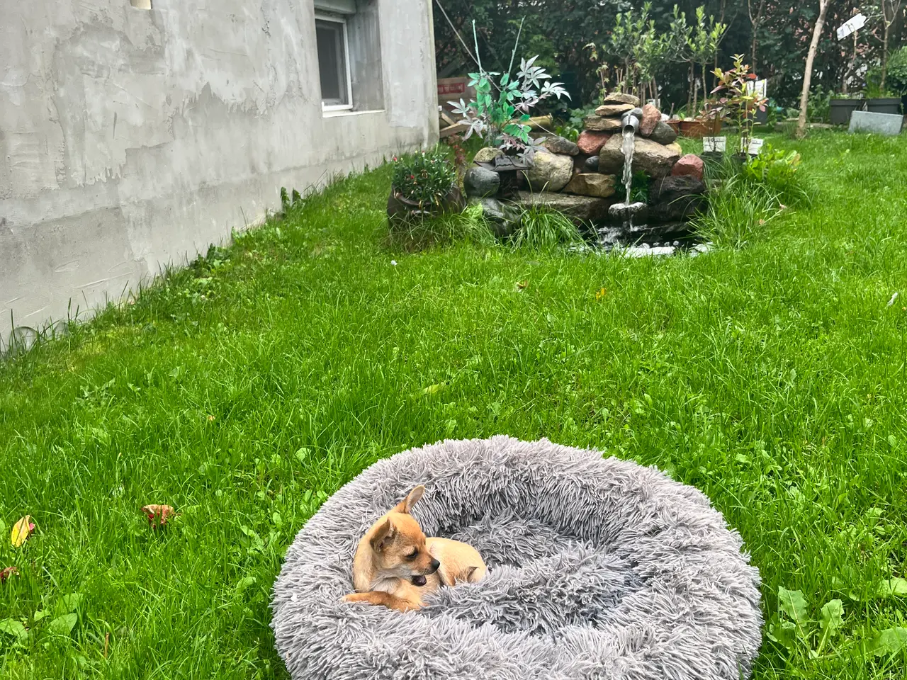Billede 6 - CHIHUAHUA