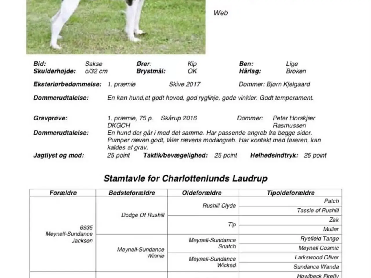 Billede 18 - Jack Russell Hvalpe sælges