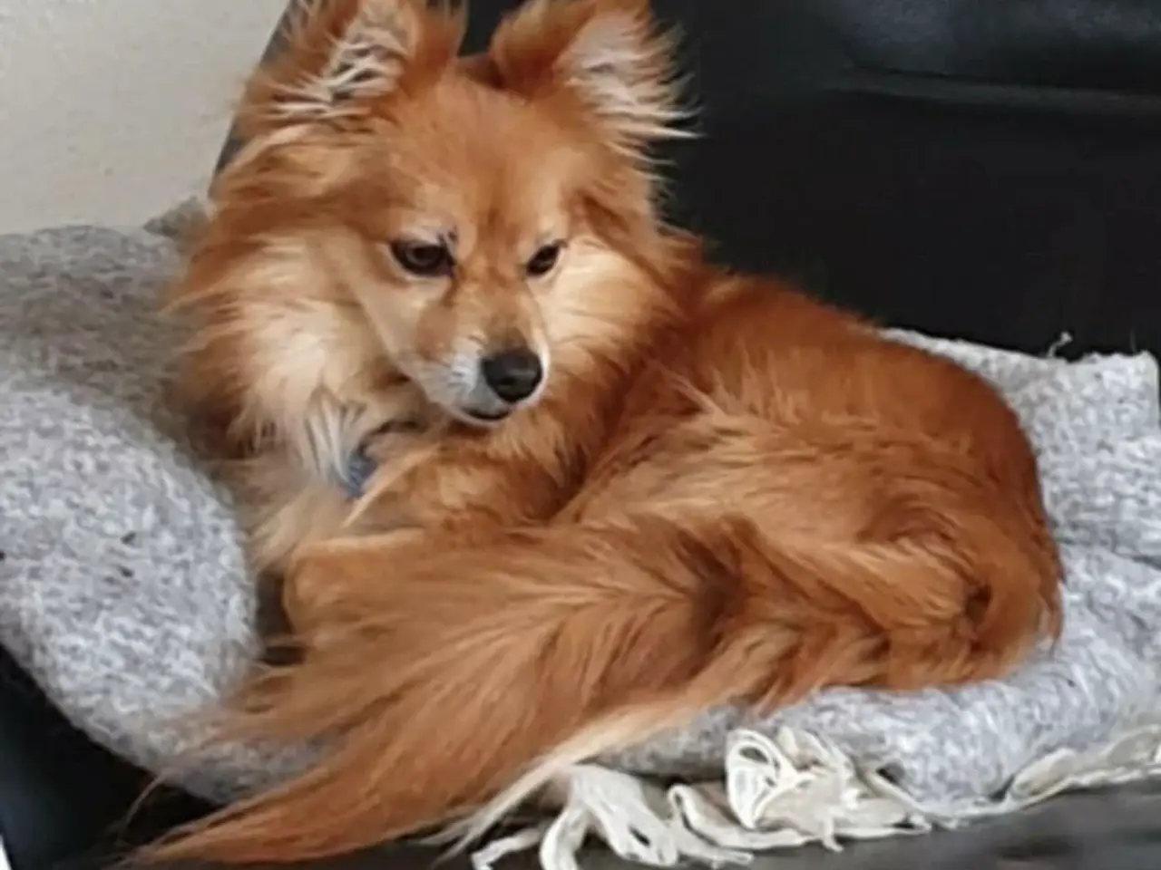 Billede 9 - Pomeranian bl.