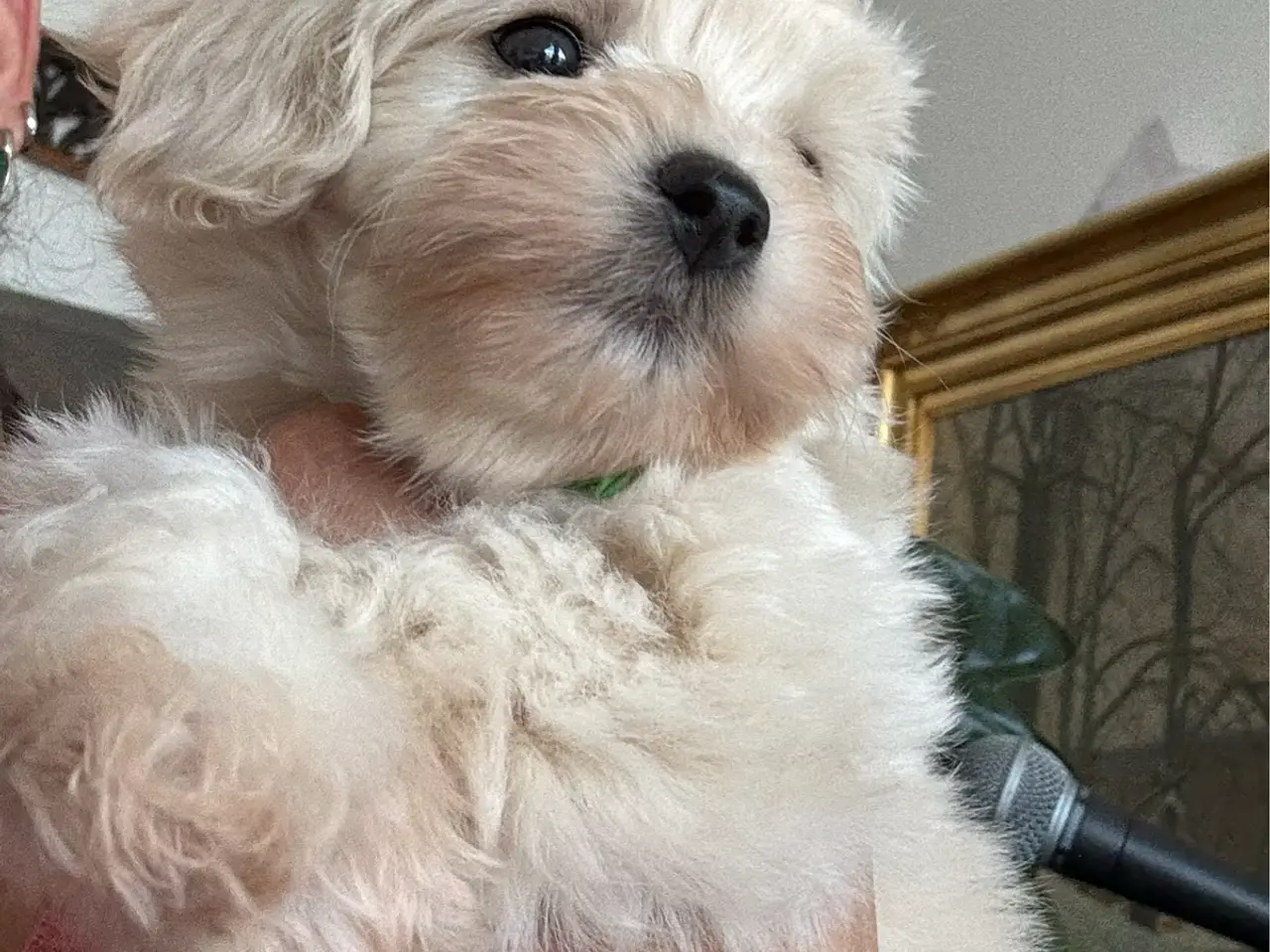 Billede 5 - 🐶 MALTIPOO startklar nu🐶🍀