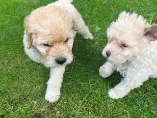 Labradoodle hvalpe (hanner)