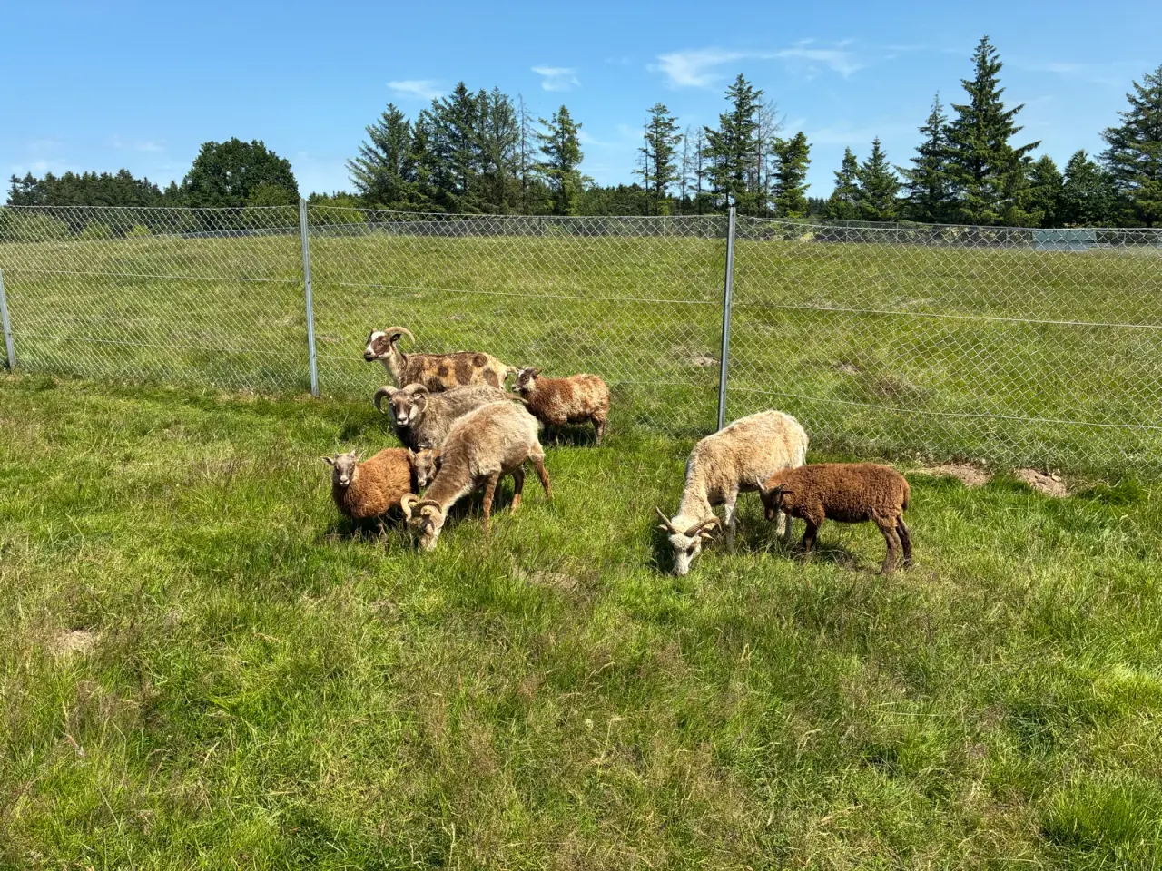 Billede 1 - Islandsk får gruppe 
