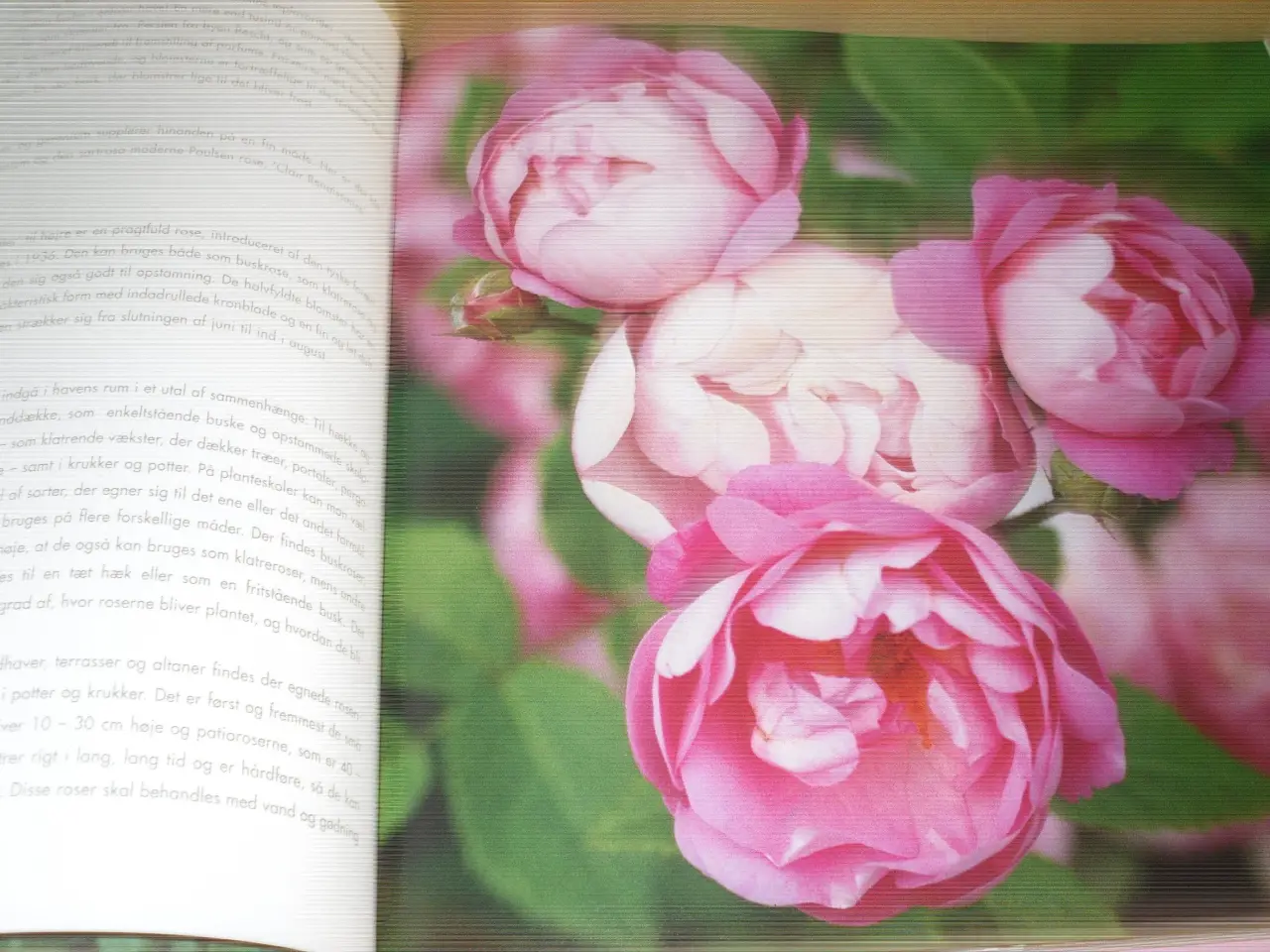 Billede 3 - Nina Ewald. ROSENGLÆDE.